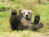 and be able to ignore 16 conservation and environmental laws which are essential in keeping habitat for animals within the 100-miles zones like bald eagles and brown bears safe.