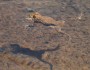 The intrepid Yosemite toad (photo by Beth Pratt)