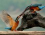 Common kingfisher pair, Szutsao Wildlife Refuge, Taiwan
