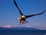 Bald eagle, Homer, Alaska