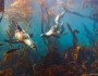 Sea lions, Santa Cruz Island, California