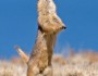 Black-tailed prairie dog