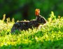 Cottontails feed mainly on herbaceous plants such as clovers, grasses, and low broad-leafed weeds in summer and buds, twigs, and bark in winter. (Photo: Chuanxiao Li)