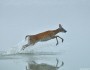 White-tailed doe crossing a lake