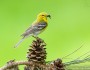 Pine warbler perching on a pine cone