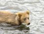 Grizzly Bear
