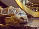 tortoise