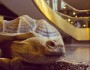 tortoise