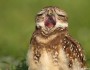 Burrowing owl