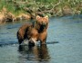 Grizzly bear