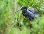 An oiled heron was among the wildlife victims of Enbridge's massive 2010 tar sands spill into the Kalamazoo River. Image from howtobearesponsiblesteward.blogspot.com