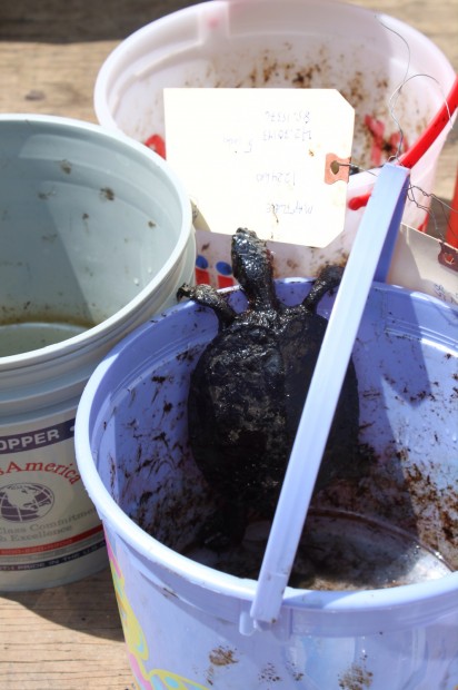 NWF photo - rescued turtle covered in tar sands oil from the Kalamazoo River