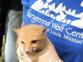 Swift Fox
