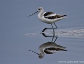 American avocet, South Carolina