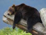 Grizzly bear, Alaska