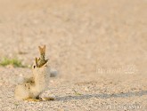 Black skimmer chick eating fish