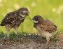 Burrowing owls