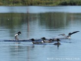 Common loons