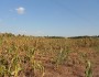 Drought Corn 8-7-12