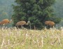 Wildlife like these Sandhill cranes forage through crop residue in late spring. No till and cover crops not only protect water quality and improve soil health and productivity, but provide vital habitat and forage for wildlife.