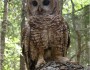 Important habitat for the threatened Mexican Spotted Owl was destroyed in wildfires that ravaged more than 60% of the Bandalier National Monument in New Mexico during the summer of 2011. The new technical input report features a case study of this fire and how it affected ecosystem services. Image source: Flickr (Lincoln Wildlife Crew-2008)