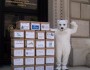 Carbon Rule Comment Delivery with Polar Bear