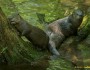River otters, Great Smoky Mountains National Park