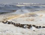 Yellowstone bison return to Fort Peck Reservation in Montana
