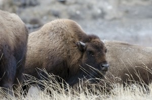 Bison in the quarantine pasture in Gardiner, Montana