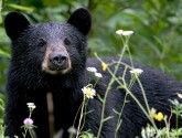 Black bears across the country are going hungry as extreme heat and drought decrease their food supply.