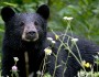 Black bears across the country are going hungry as extreme heat and drought decrease their food supply.