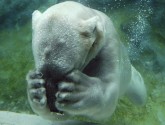 Polar bears are not fans of PBS right now (photo: flickr/ucumari)