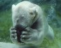 Polar bears are not fans of PBS right now (photo: flickr/ucumari)
