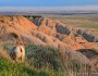 Big horn sheep, Badlands National Park