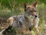 Coyote