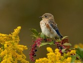 Juvenile eastern bluebird