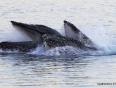 Humpback whales feeding