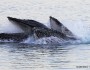 Humpback whales feeding