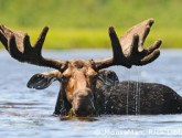 Moose