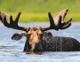Moose