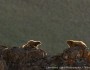 Olympic marmots
