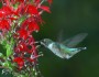 Photo of cardinal flower and hummingbird donated by Paul Lackey