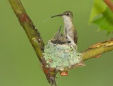 Ruby-throated hummingbird nest