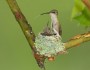 Ruby-throated hummingbird nest