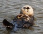 Sea Otter