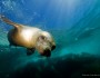 Sea lion underwater