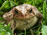 Toad_HeatherHoward