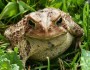 Toad_HeatherHoward