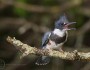 Belted kingfisher