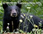 Black bear badge